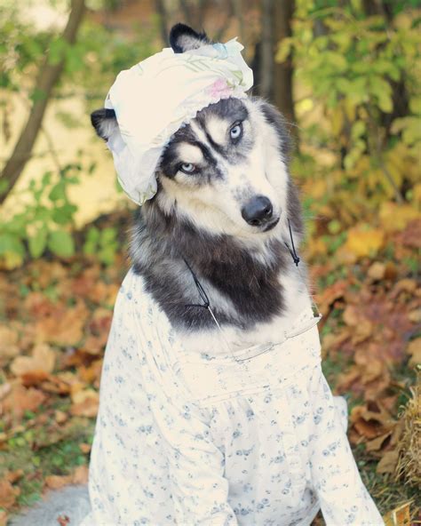 dog grandpa costume|grandmother costume for dogs.